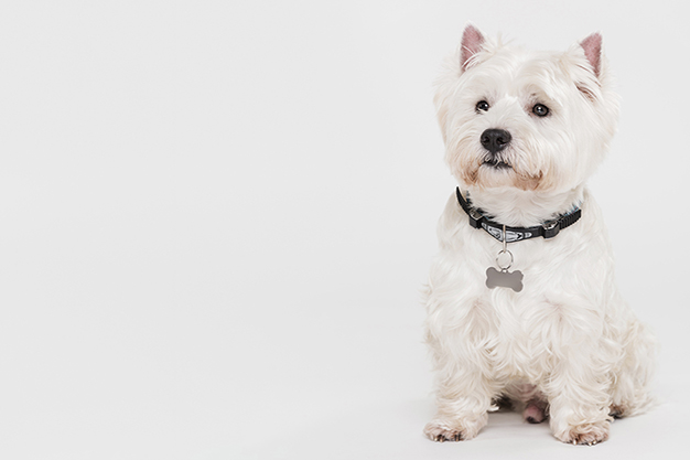 Semijoias para pet: saiba como aproveitar esse mercado